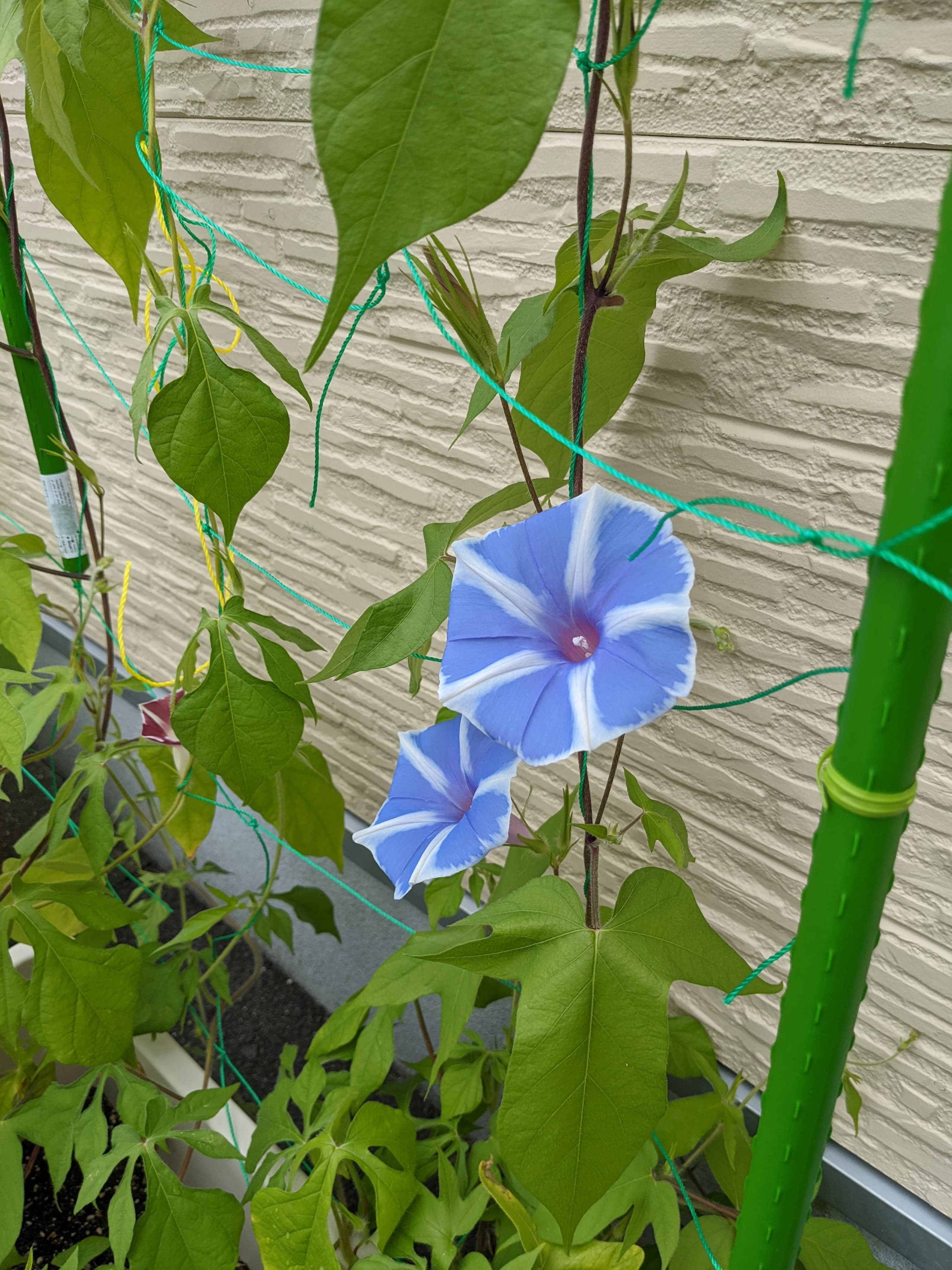 優喜会(きらら)